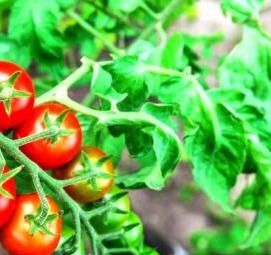 Помидоры черри рассада - вариант 4