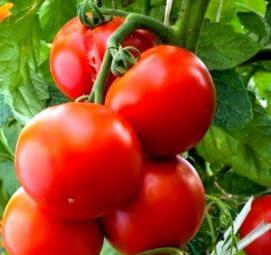 Помидоры черри рассада - вариант 3