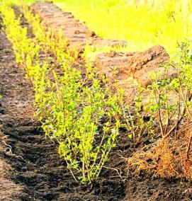 Посадка деревьев - тип 4