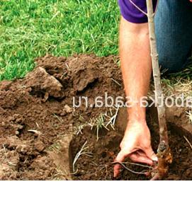 Посадка деревьев - тип 3