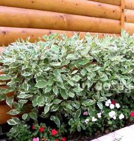 Посадка изгороди - модель 1