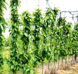 Посадка колоновидных деревьев - тип 4