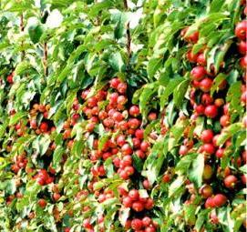 Посадка колоновидных деревьев - тип 3