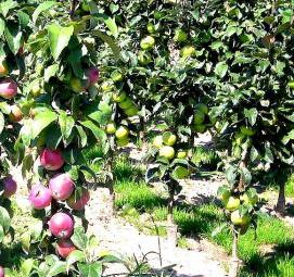 Посадка колоновидных деревьев - тип 2