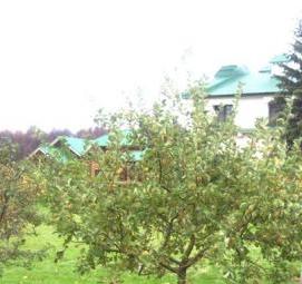 Посадка плодовых деревьев - модель 4