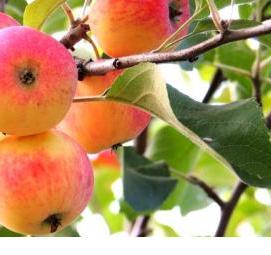 Посадка плодовых деревьев - модель 3