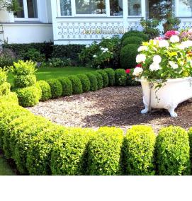 Посадка живой изгороди - модель 3