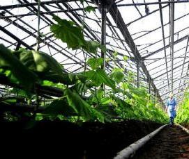 Приморские теплицы - вариант 1