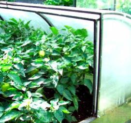 Прищепки для парника - вариант 2