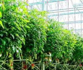 Промышленные теплицы - модель 2