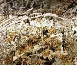 Прозрачный шпон - модель 4