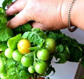 ранняя рассада томатов - модель 1