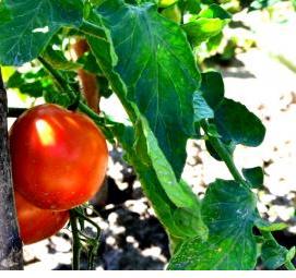ранняя рассада томатов - модель 4