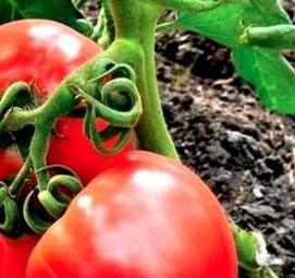 ранняя рассада томатов - модель 3