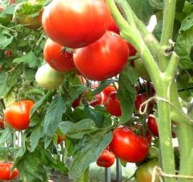 ранняя рассада томатов - модель 2