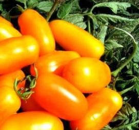 рассада бананов - модель 1