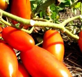 рассада бананов - модель 4