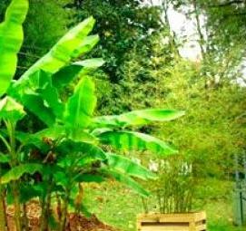 рассада бананов - модель 3