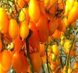 рассада бананов - модель 2