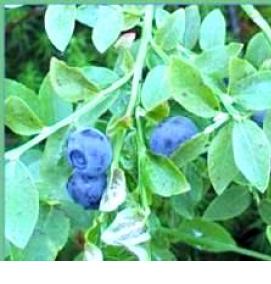 рассада черники - тип 4