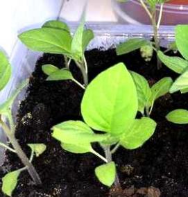 рассада черники - тип 3