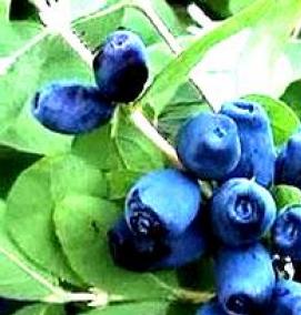 рассада черники - тип 2