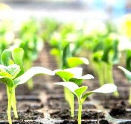 рассада дыни - вариант 1