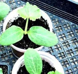 рассада дыни - вариант 3