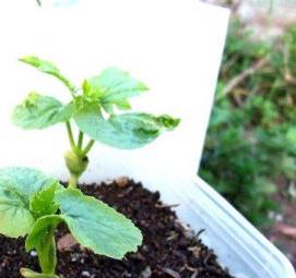 рассада дыни - вариант 2