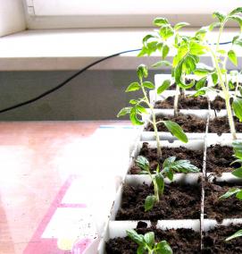 рассада - тип 1