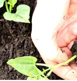 рассада фасоли - модель 1