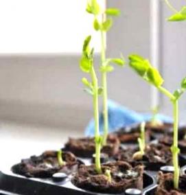 рассада фасоли - модель 4