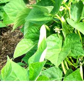 рассада фасоли - модель 3