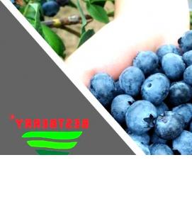 рассада голубики - модель 1