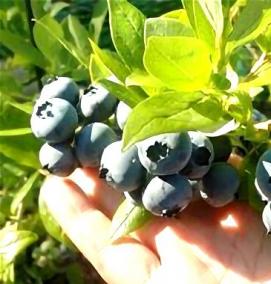 рассада голубики - модель 4