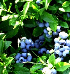 рассада голубики - модель 3