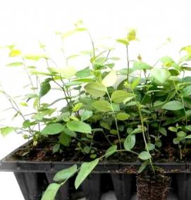 рассада голубики - модель 2