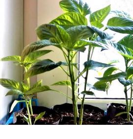 рассада горького перца - вариант 4