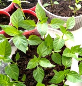 рассада горького перца - вариант 3