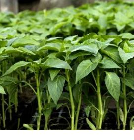 рассада горького перца - вариант 2