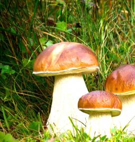 рассада грибов - тип 1