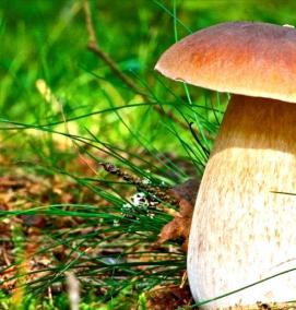 рассада грибов - тип 4