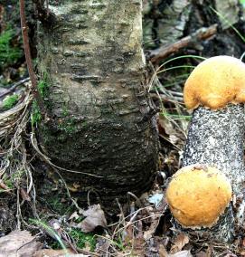 рассада грибов - тип 3