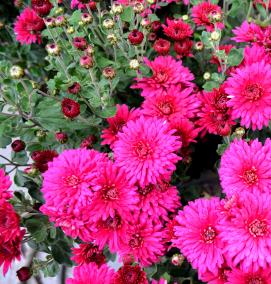 рассада хризантем мультифлора - вариант 1