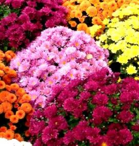 рассада хризантем мультифлора - вариант 4