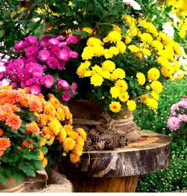 рассада хризантем мультифлора - вариант 3