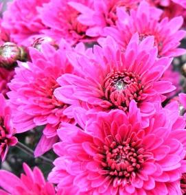 рассада хризантем мультифлора - вариант 2