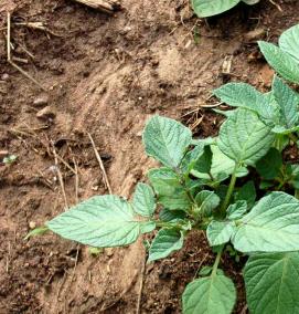 рассада картофеля - вариант 1