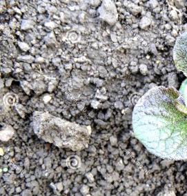 рассада картофеля - вариант 4