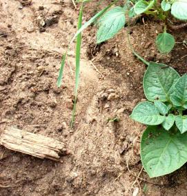 рассада картофеля - вариант 3